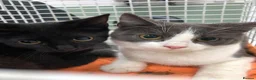 Mixed Breed cats for adoption: Bonded pair Limpet & Pip looking for a home - Advert 1