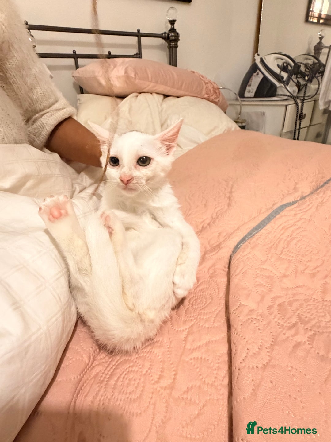 Turkish Van cats for sale: White Turkish Van Kitten: Playful, Cuddly & Ready - Advert 3