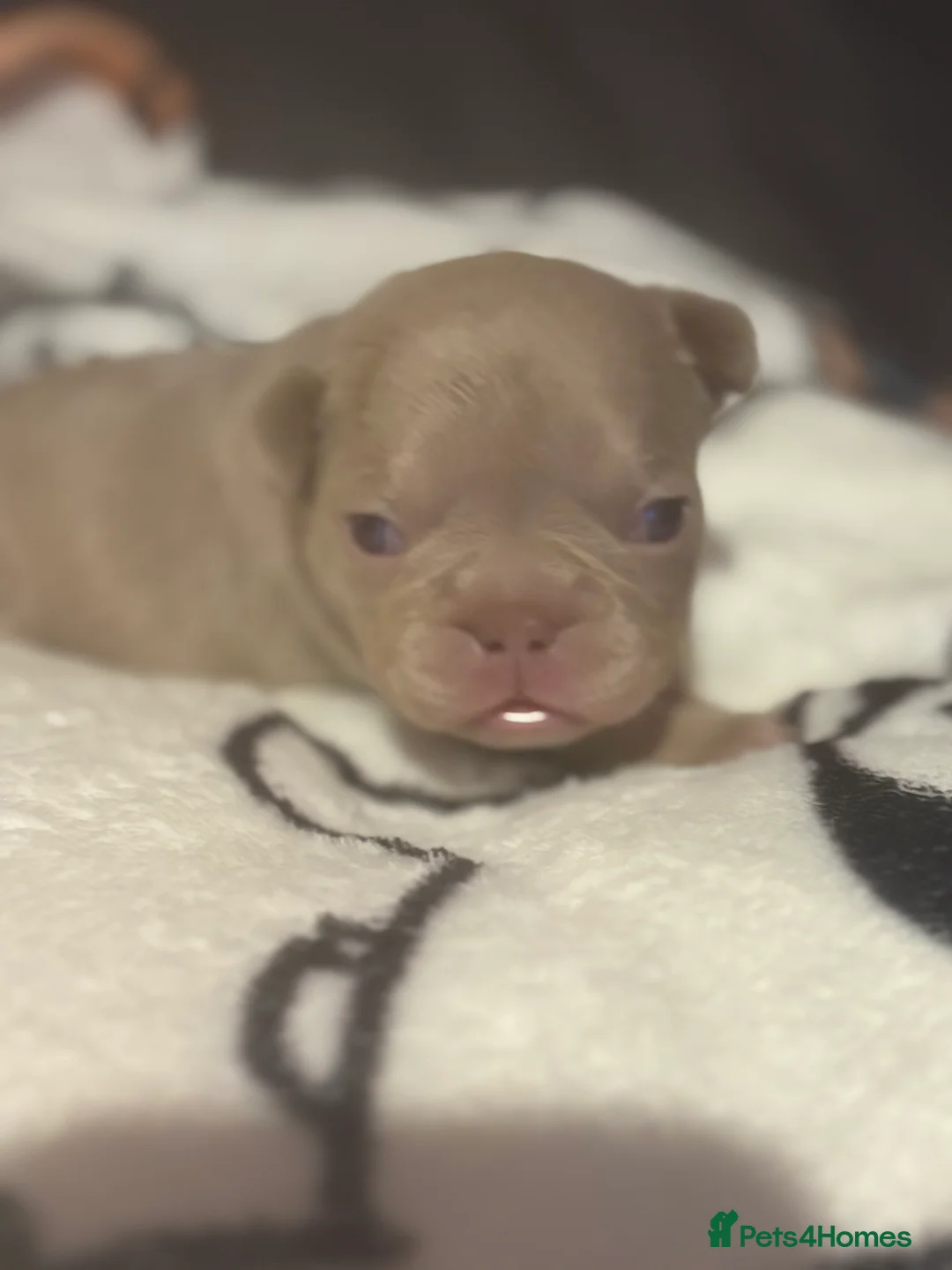 French Bulldog dogs for sale: K C registered beautiful French bulldogs  - Advert 10