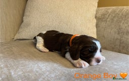 Cocker Spaniel dogs for sale: Show Cocker Spaniel Puppies For Sale - Image 2