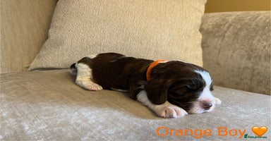 Cocker Spaniel dogs - Advert 8