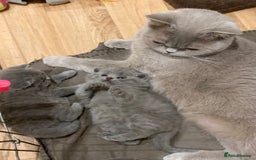 British Shorthair cats for sale: 1 Boy Left-GCCF Pedigr Pure Blue British Shorthair - Image 14