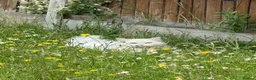 Ragdoll cats for sale: White ragdoll kitten in Doncaster - Advert 2