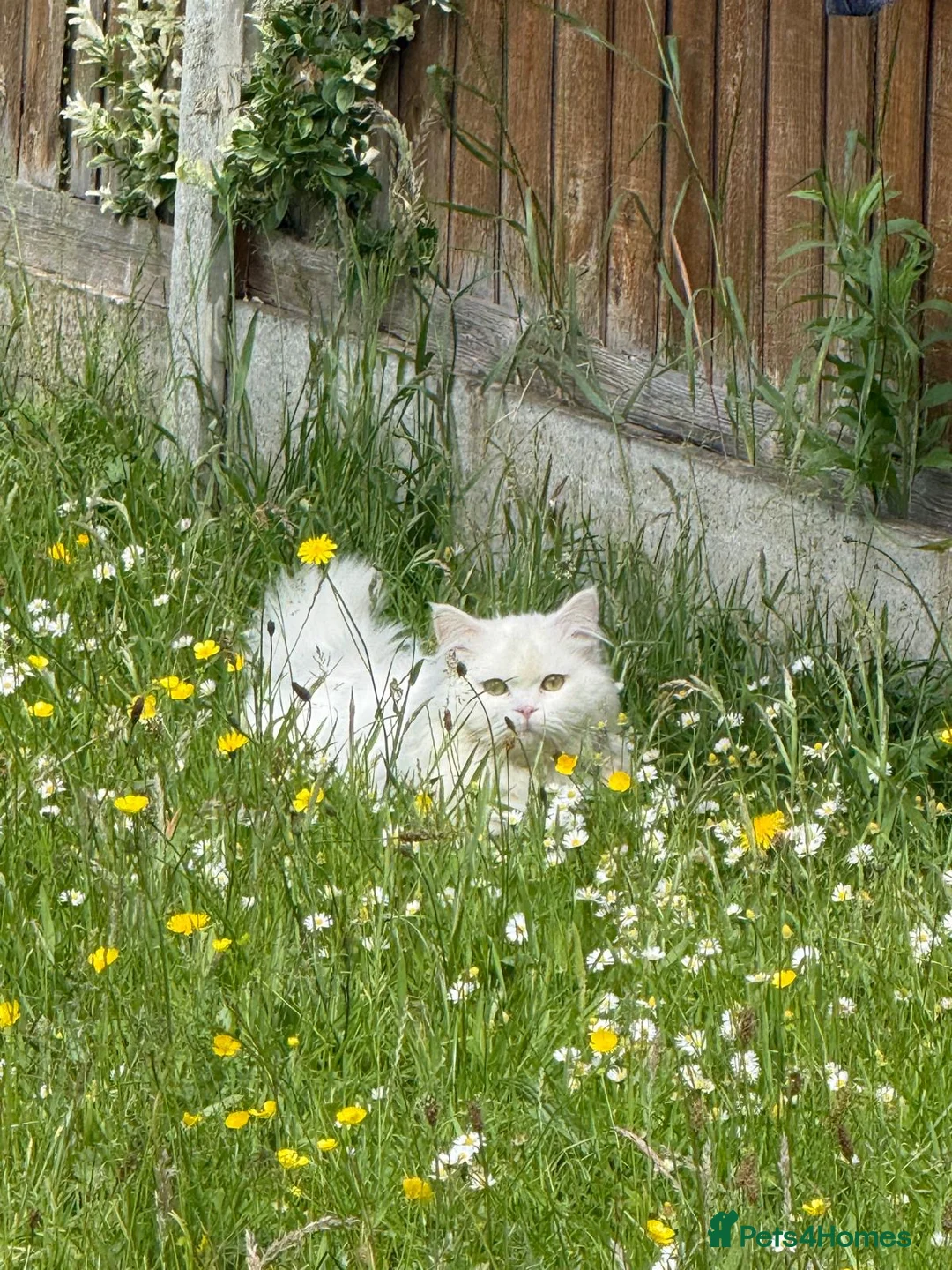 Ragdoll cats for sale: White ragdoll kitten in Doncaster - Advert 2