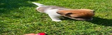 Jack Russell 1