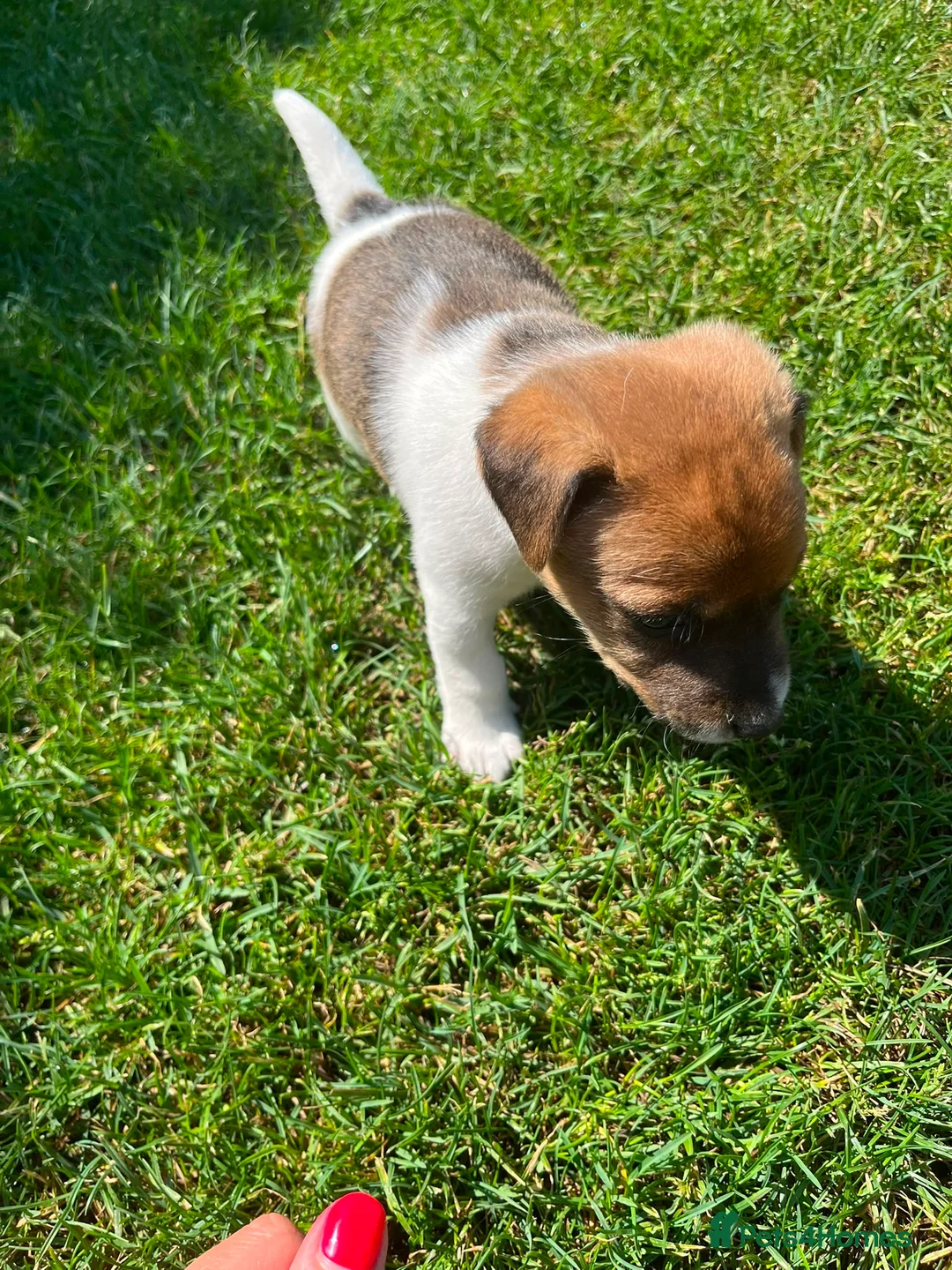Jack Russell dogs for sale: Jack Russell Puppies  - Advert 11