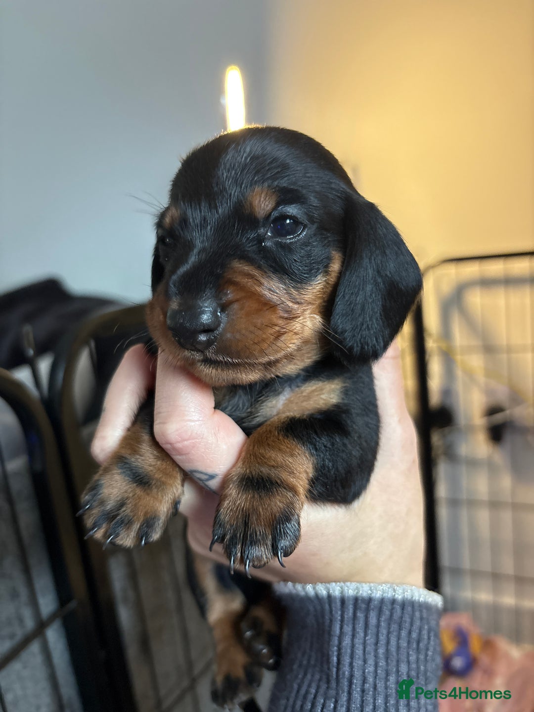 Dachshund dogs for sale: Beautiful dachshunds ready to leave now - Advert 20