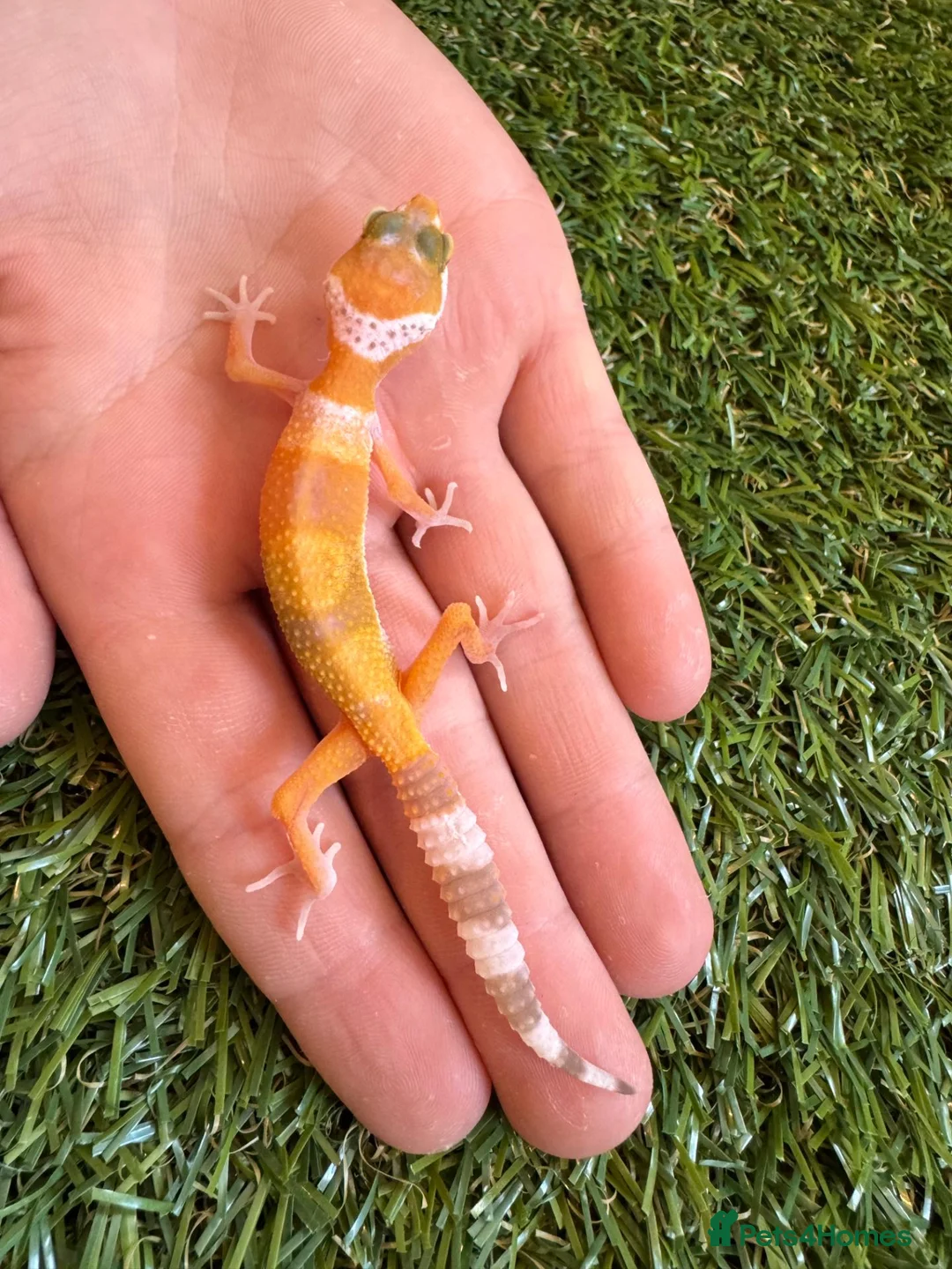 Leopard Gecko reptiles for sale: Leopard Gecko - Advert 8