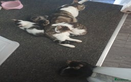 Mixed Breed cats for sale: Kittens for sale  - Image 21