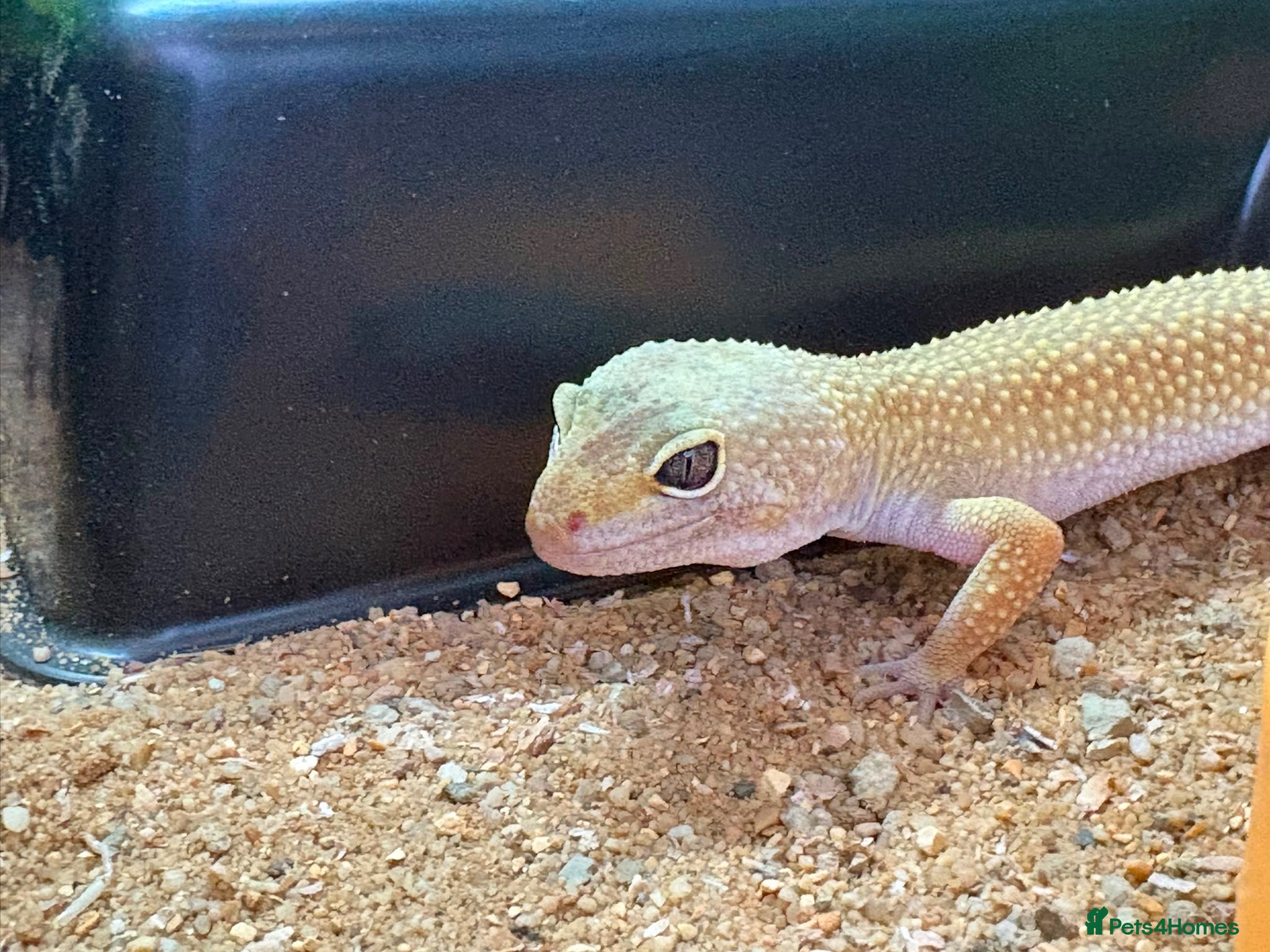 Leopard Gecko reptiles Female leopard gecko and setup  - Advert 1