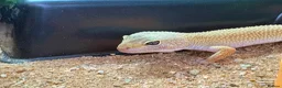Leopard Gecko reptiles for sale: Female leopard gecko and setup  in Mold - Advert 1