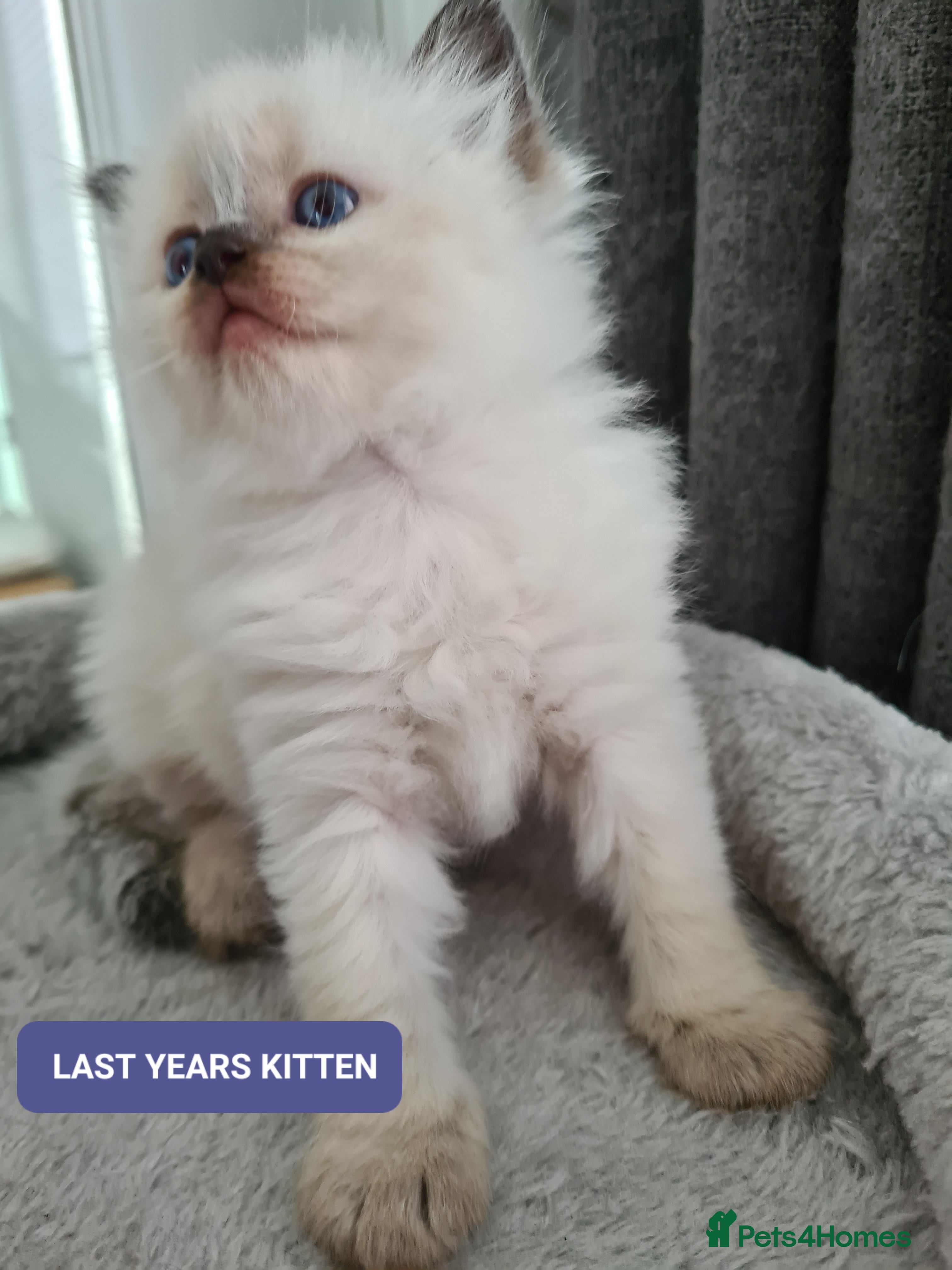 Ragdoll cats Full Pedigree Ragdoll Kittens, Beautiful, Chunky! - Advert 16