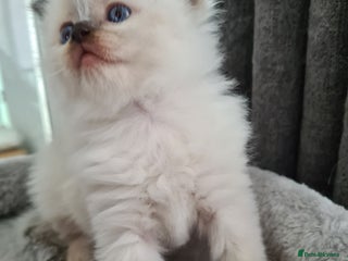 Ragdoll cats Full Pedigree Ragdoll Kittens, Beautiful, Chunky! - Advert 10