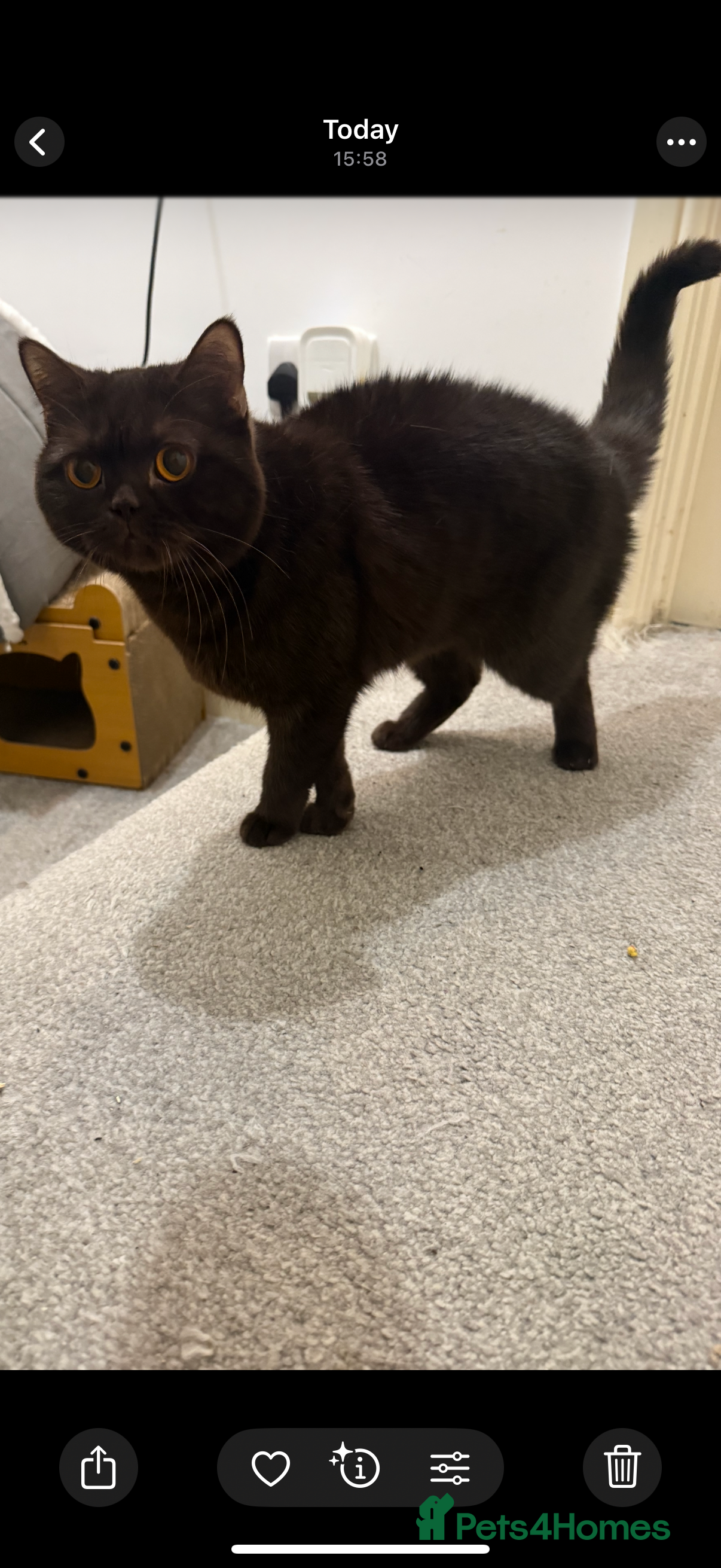 British Shorthair cats GCCF ACTIVE female BSH 3 years old  - Advert 15