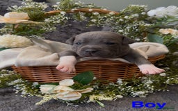 Staffordshire Bull Terrier dogs for sale: Stunning Staff Puppies  - Image 10