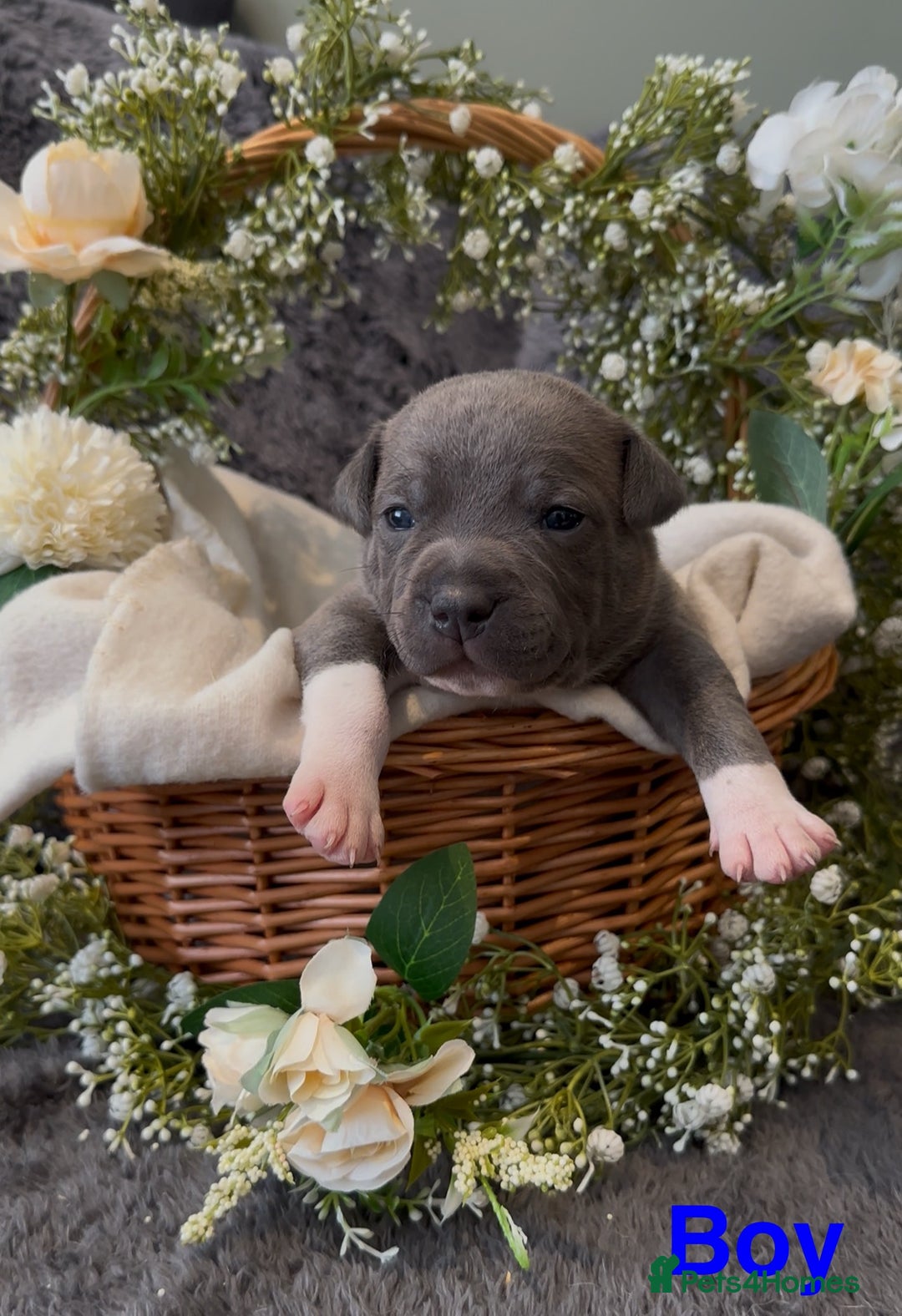 Staffordshire Bull Terrier dogs for sale: Stunning Staff Puppies  - Image 10