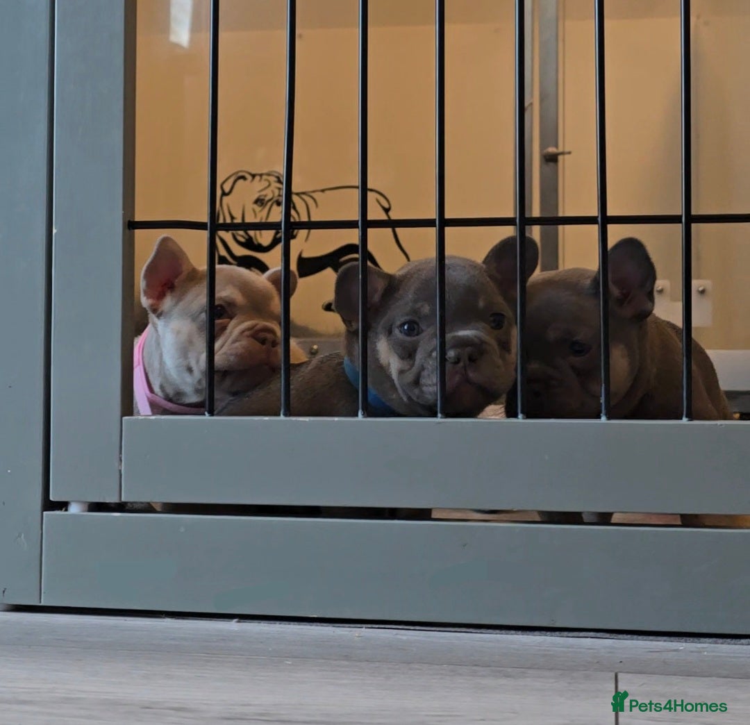 French Bulldog dogs for sale: Last 1 available,New shade Isabella French bulldog - Advert 5