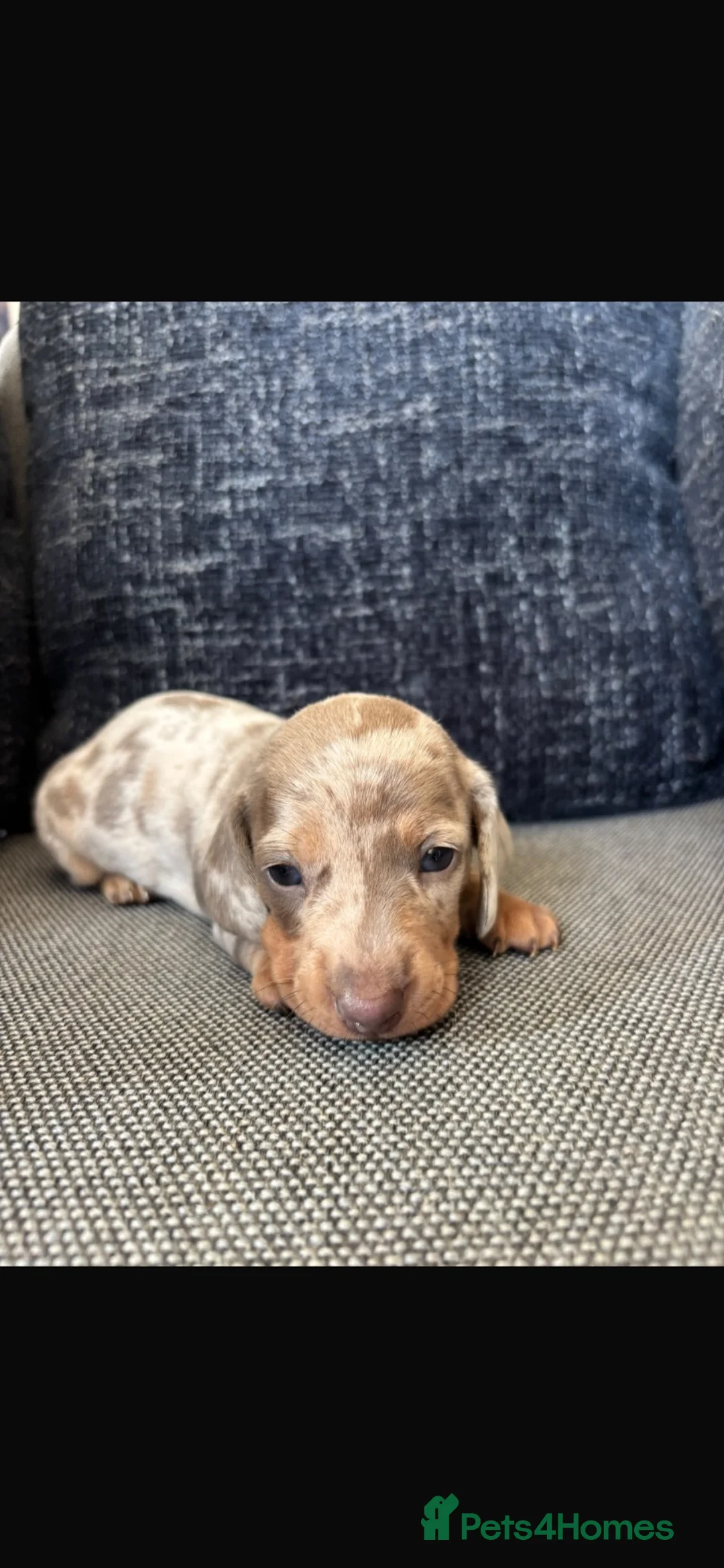 Miniature Dachshund dogs for sale: 3 dachshund  - Advert 2