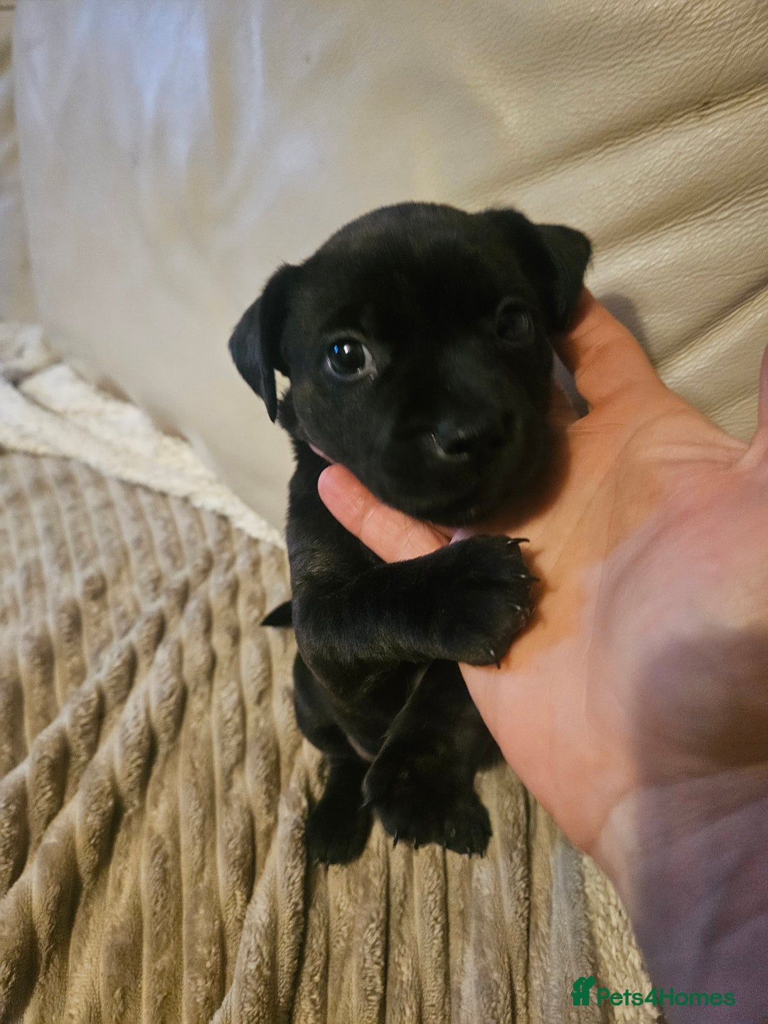 Mixed Breed dogs for sale: Staffy cross jacksui - Advert 33