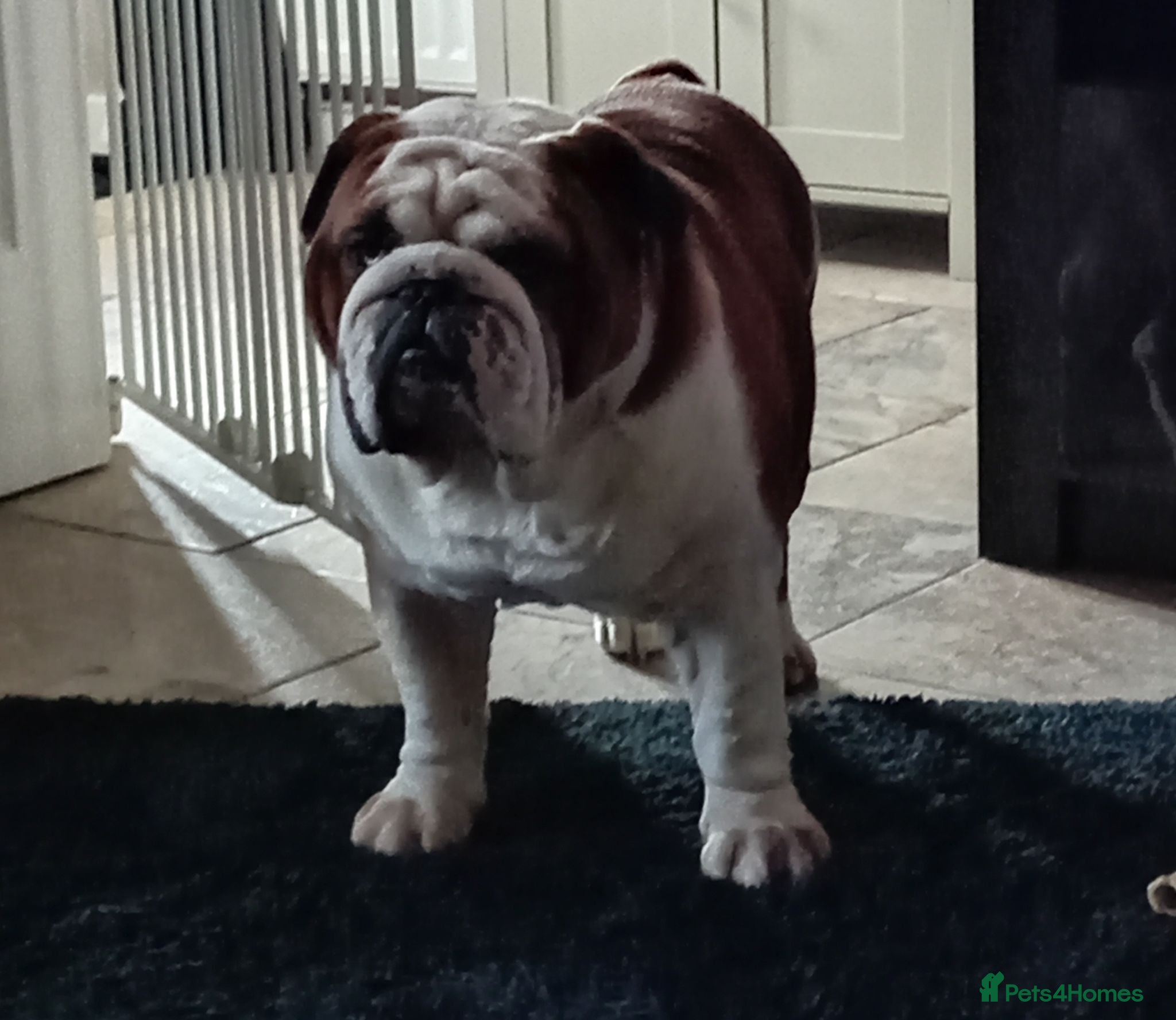 English Bulldog dogs For Stud: George (red/white) PROVEN - Advert 20