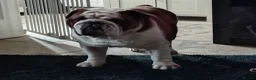English Bulldog dogs for stud: For Stud: George (red/white) PROVEN - Advert 6
