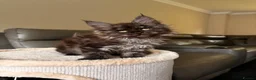 Maine Coon cats for sale: Ready Now TICA Registered Maine Coon Kittens - Advert 5