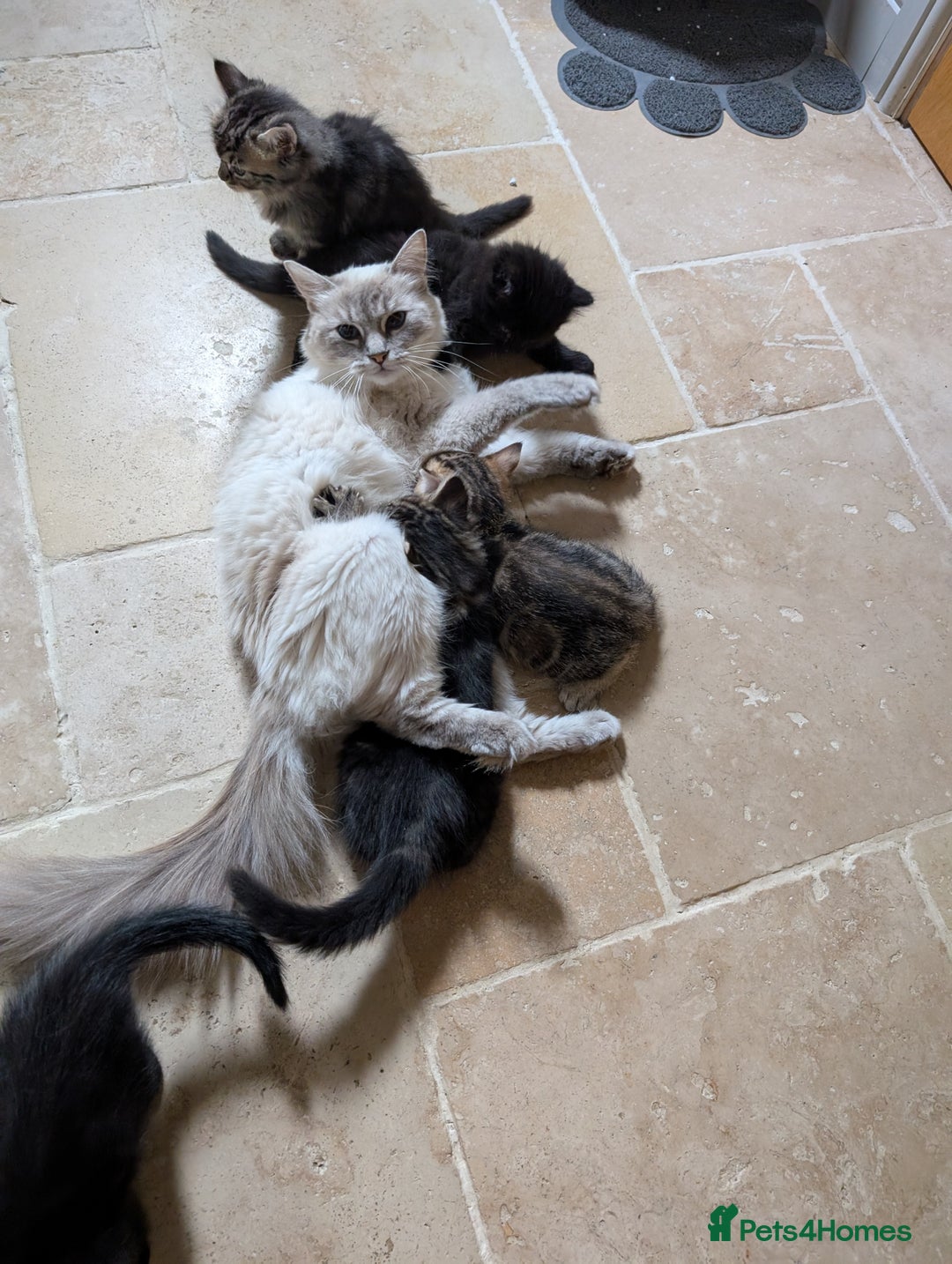 Ragdoll cats for sale: Tabby or black Ragdoll x kittens - Image 1