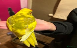 Parakeets birds for sale: Hand reared kakariki - Image 8