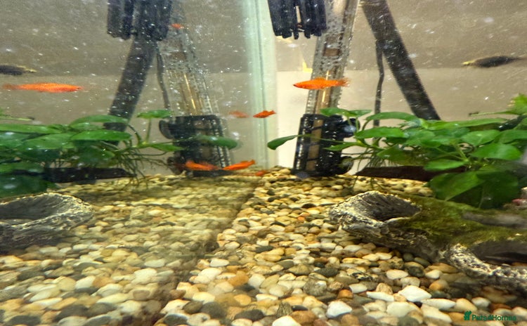 Swordtails fish - Advert 8
