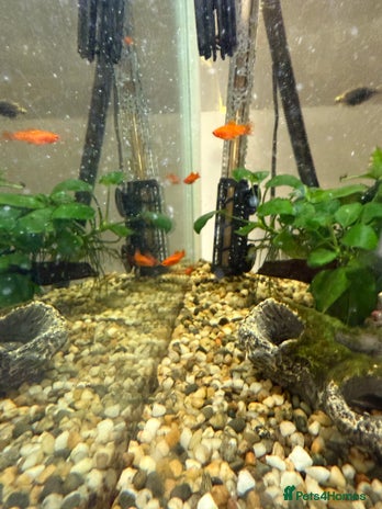Swordtails fish - Advert 16