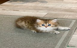 British Shorthair cats for sale: Lovely Golden BSh/BLh kittens/ 2 girls/ 💝 - Image 9