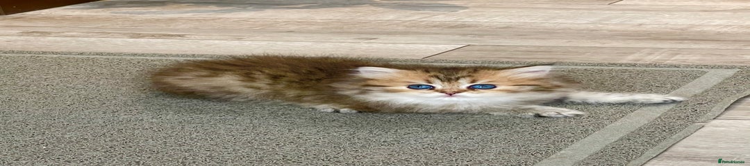 British Shorthair Kitten 2