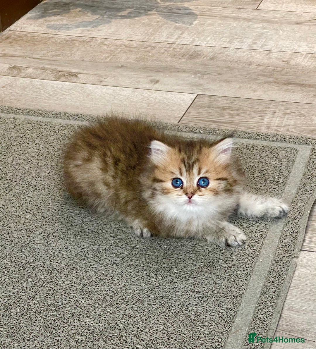 British Shorthair cats for sale: Lovely Golden BSh/BLh kittens/ 2 girls/ 💝 - Image 9