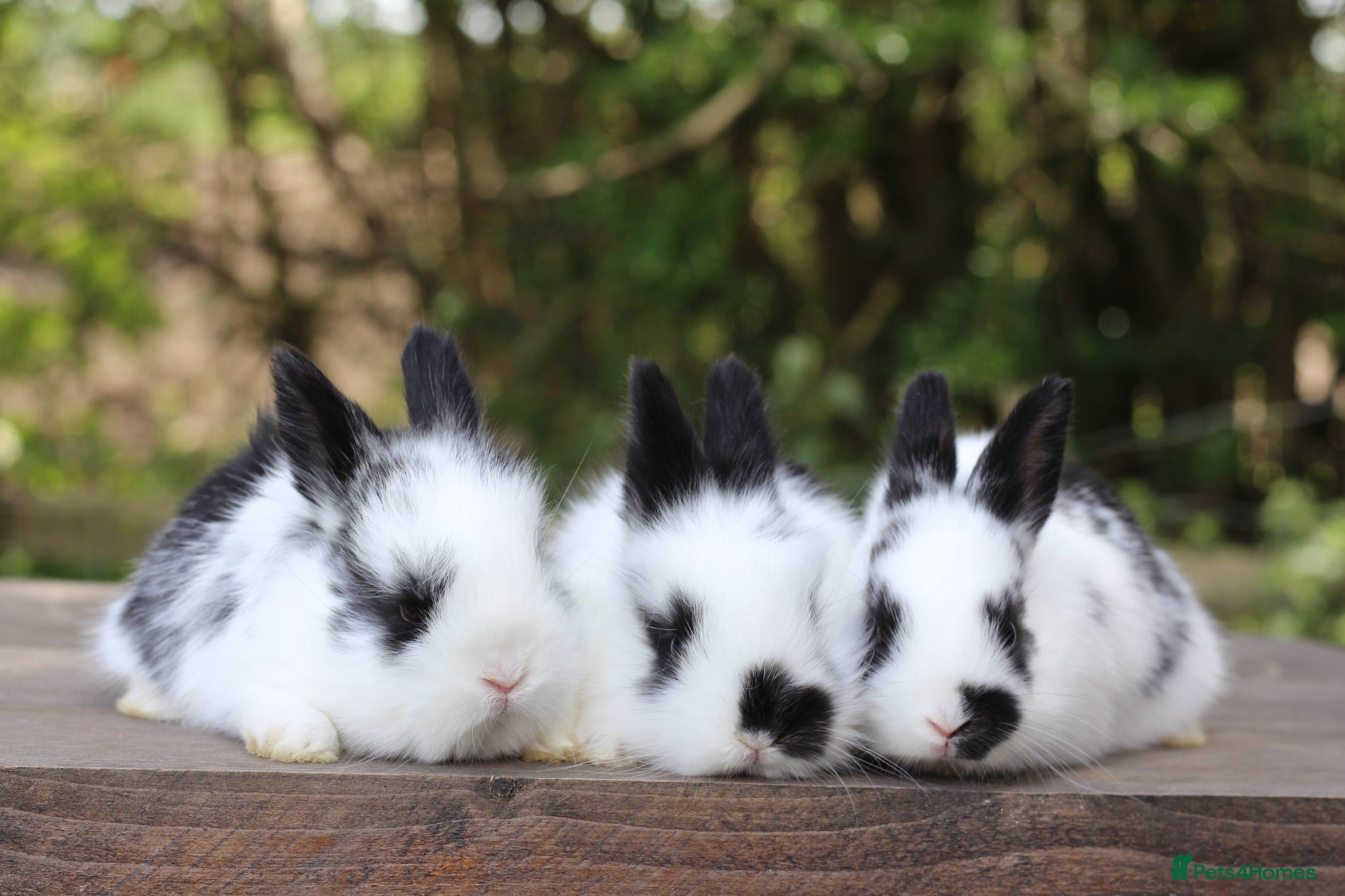 Angora rabbits Angora Bunnies Ready to leave  - Advert 1