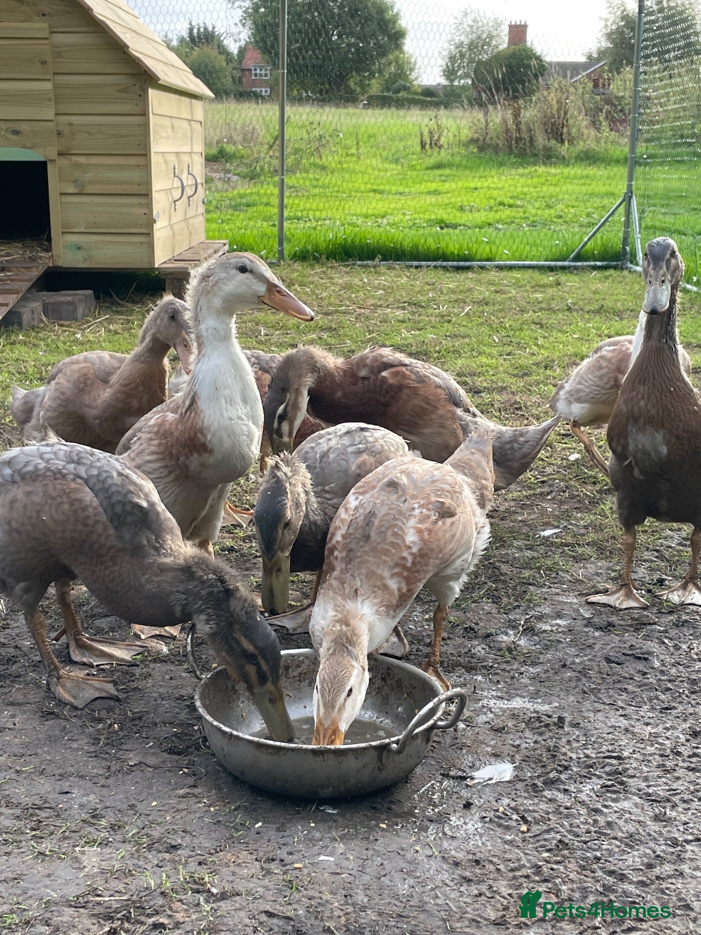 Ducks poultry Ducks - Advert 1