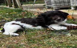 Sproodle dogs for sale: F1 Sproodle 🩷Pippa🩷 5⭐️Licensed Breeder full DNA - Image 6
