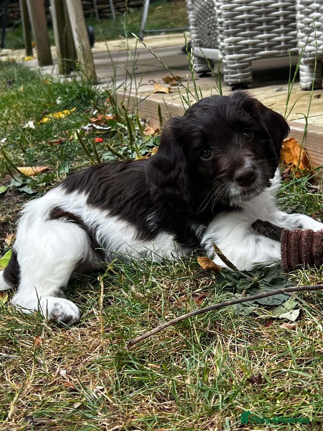 Sproodle dogs for sale: F1 Sproodle 🩷Pippa🩷 5⭐️Licensed Breeder full DNA - Image 6