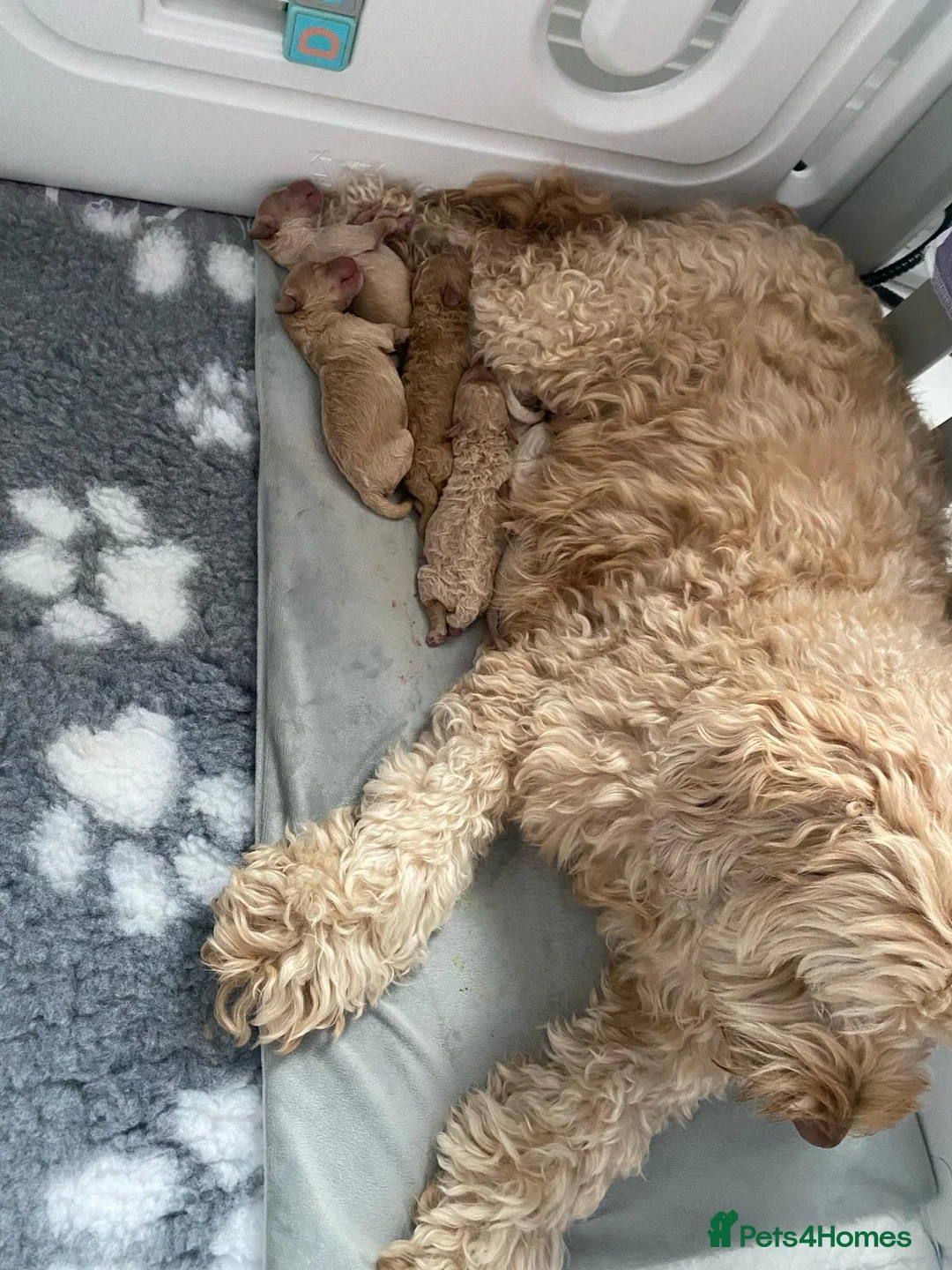 Toy Poodle dogs for stud: Quinn Red & white Toy Poodle for Stud ONLY. in Northampton - Advert 36