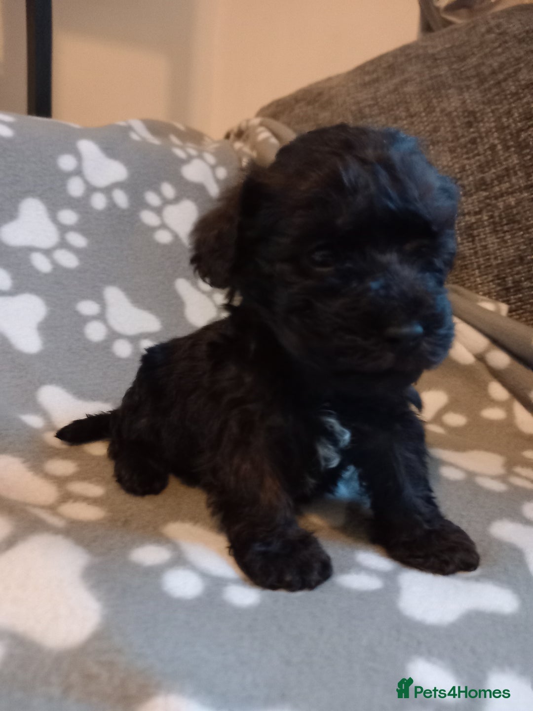 Mixed Breed dogs for sale: TOY SHNOODLES READY 21 DEC - Advert 23