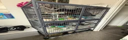 Rat rodents for sale: 4 dumbo rats + cage, food and accessories  in Esher - Advert 12