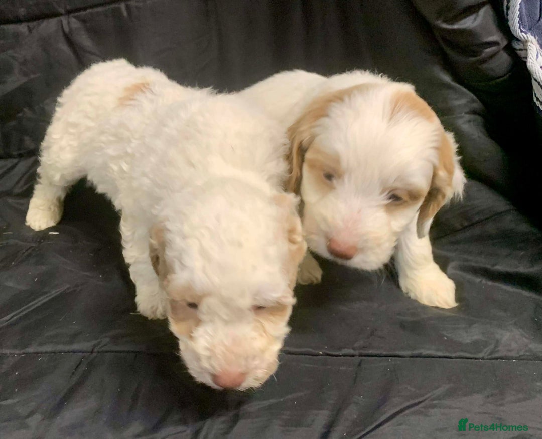 Cockapoo dogs for sale: F1 Cockapoo puppies ready now  - Advert 15