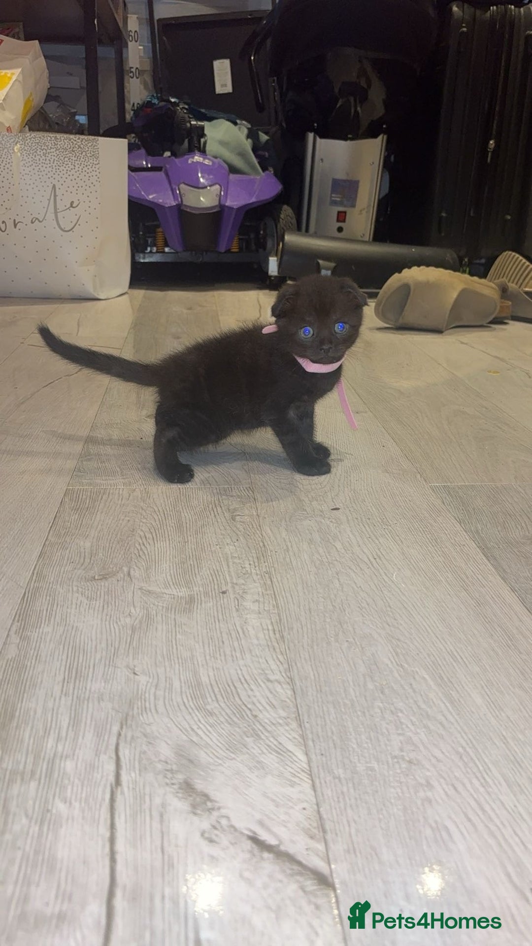 Scottish Fold cats for sale: Beautiful Scottish Fiold/Maine Coon  - Image 2