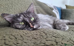 Maine Coon cats for sale: Pedigree Maine Coons - ex-breeding queens - Image 2
