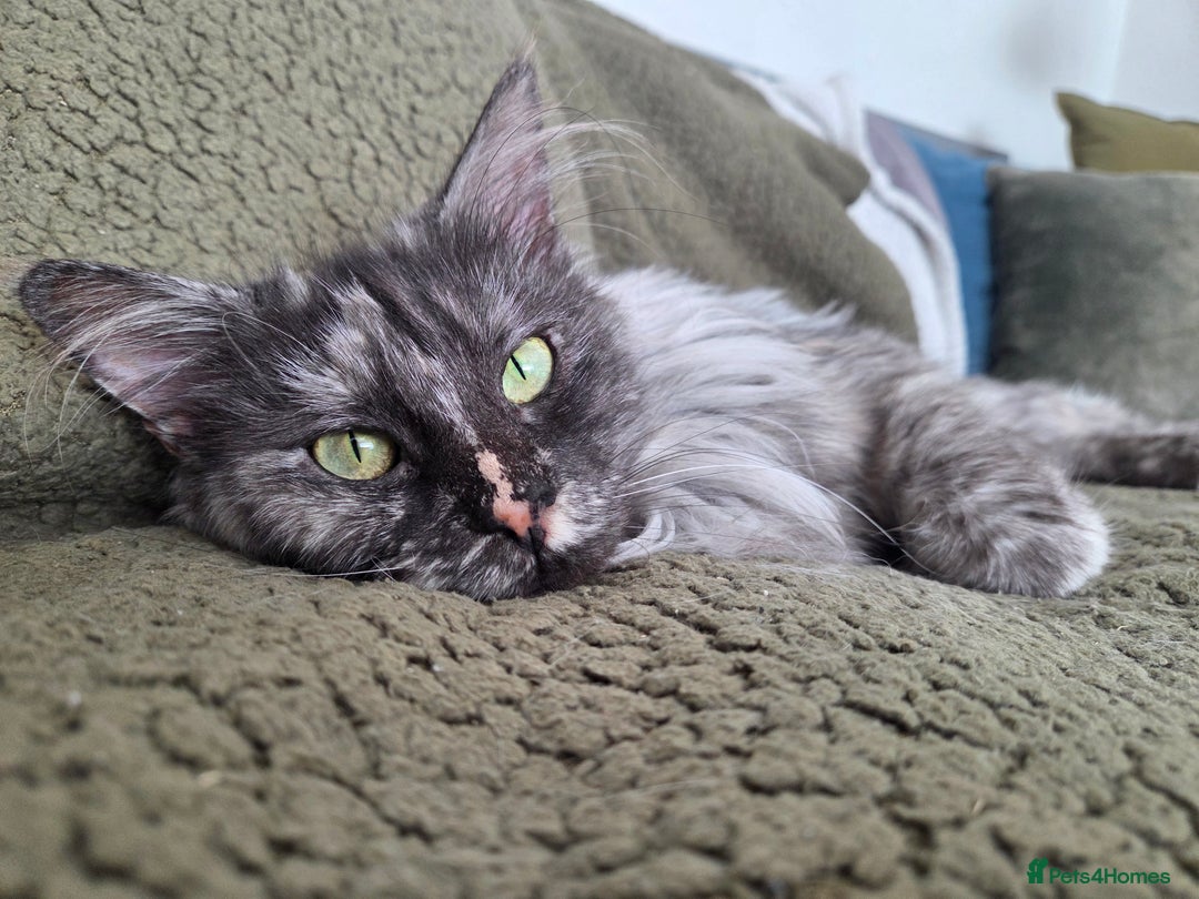 Maine Coon cats for sale: Pedigree Maine Coons - ex-breeding queens - Image 2