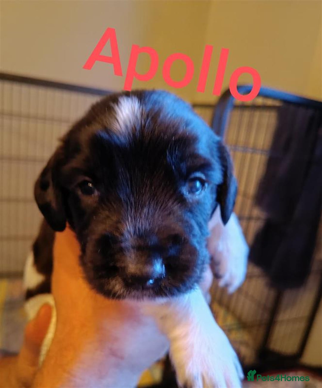 English Springer Spaniel dogs for sale: Working bred KC English Springer Spaniels puppies  - Image 23