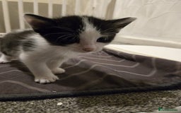 Mixed Breed cats for sale: Kittens for sale - Image 5