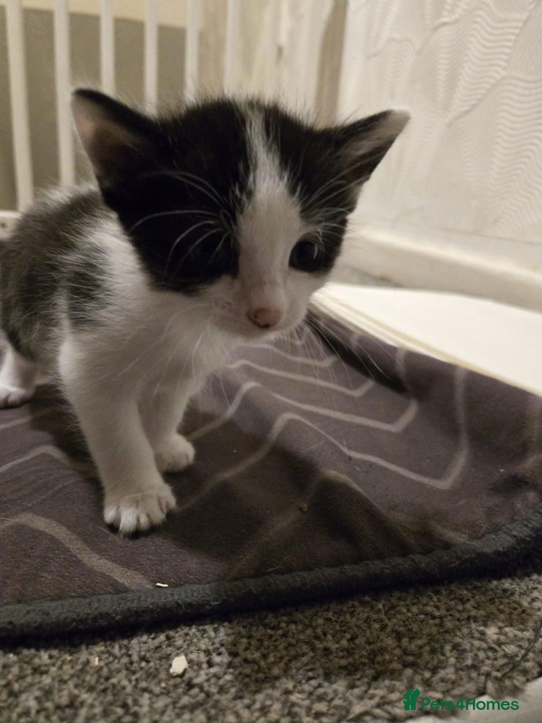 Mixed Breed cats for sale: Kittens for sale - Image 5