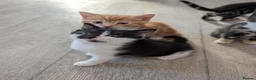 Mixed Breed cats for sale: Siberian mix kittens for sale - Advert 9