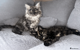 Maine Coon cats for sale: TICA registered Maine Coon kittens  - Image 19