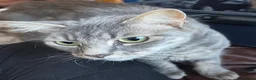 Mixed Breed cats for sale: Kittens/mixed in Sutton-in-Ashfield - Advert 1